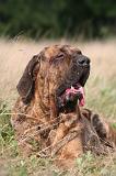 FILA BRASILEIRO 222